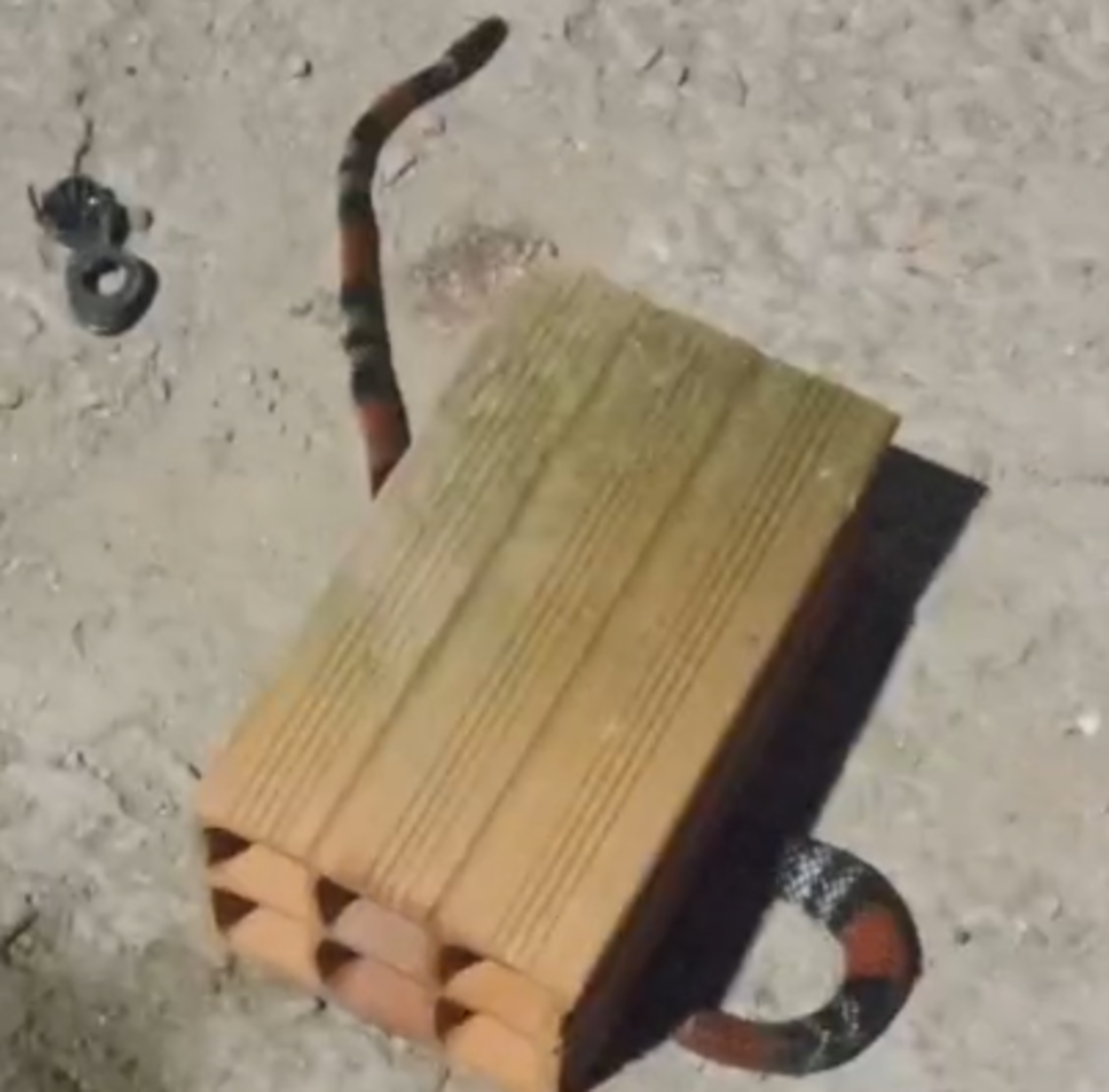 Aparição de duas cobras mortas em dois dias na Vila São Pedro chama a atenção em São Bernardo