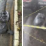 Garis localizaram corpo da vítima durante a limpeza da rua na manhã deste sábado; caso é investigado como homicídio pelo DHPP 