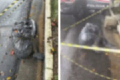 Garis localizaram corpo da vítima durante a limpeza da rua na manhã deste sábado; caso é investigado como homicídio pelo DHPP 