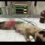 Filhote de gato é resgatado com ferimentos graves em São Bernardo do Campo