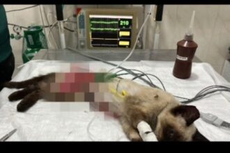 Filhote de gato é resgatado com ferimentos graves em São Bernardo do Campo