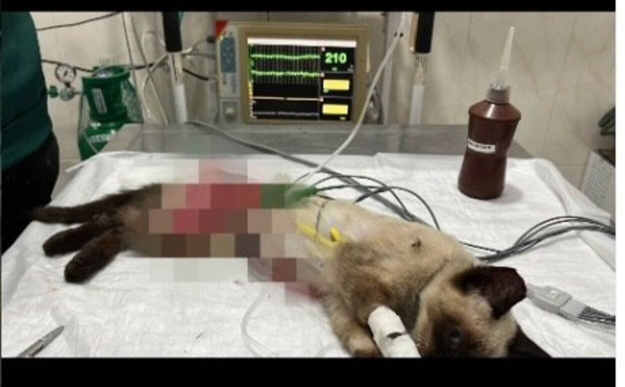 Filhote de gato é resgatado com ferimentos graves em São Bernardo do Campo