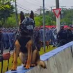 Cão da PM 'fardado' rouba a cena no Anhembi e viraliza no 7 de Setembro