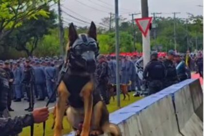 Cão da PM 'fardado' rouba a cena no Anhembi e viraliza no 7 de Setembro