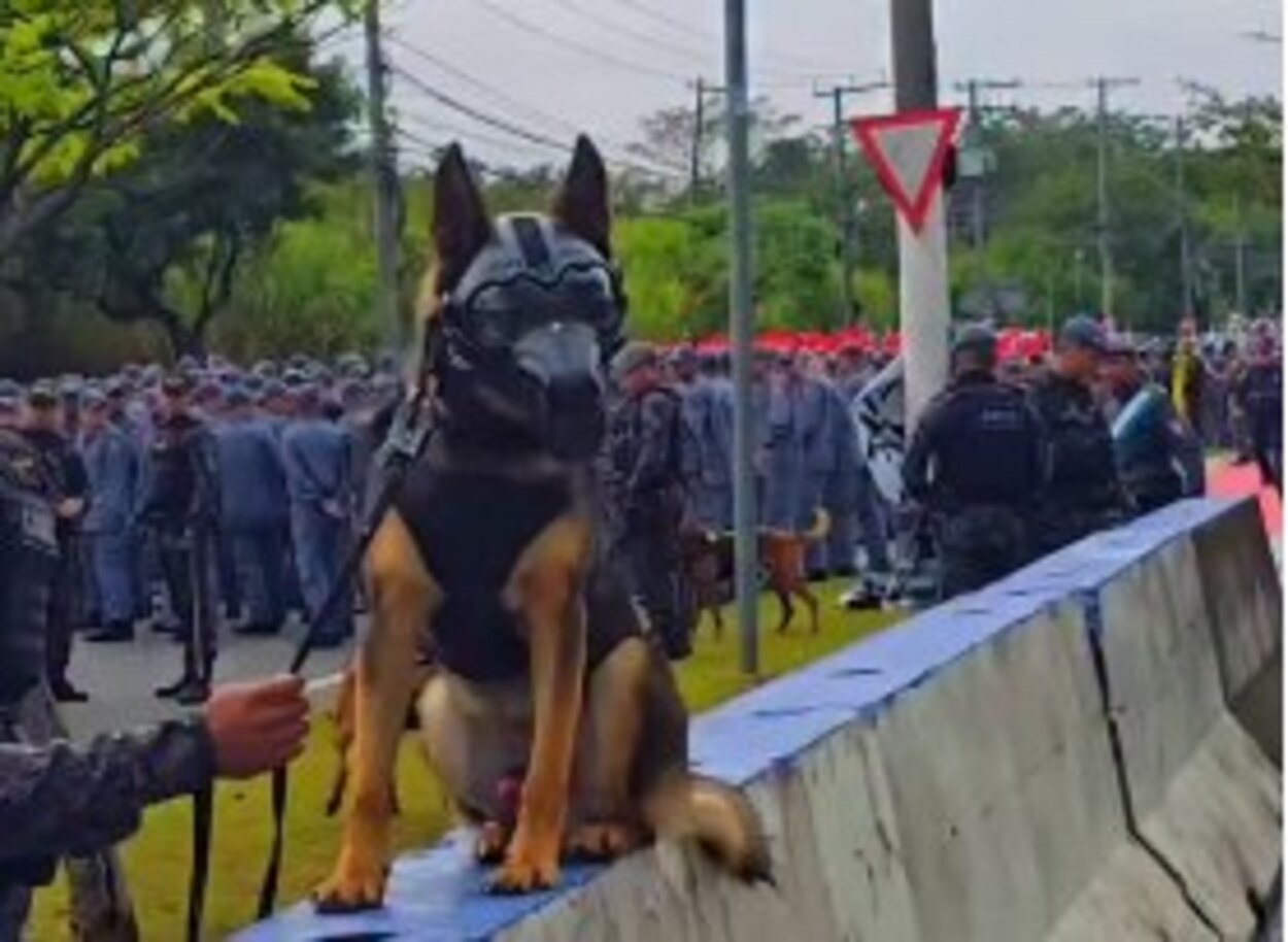 Cão da PM 'fardado' rouba a cena no Anhembi e viraliza no 7 de Setembro