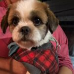 É seu? Cachorro é encontrado no Alto Industrial, em São Bernardo"