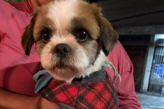 É seu? Cachorro é encontrado no Alto Industrial, em São Bernardo"