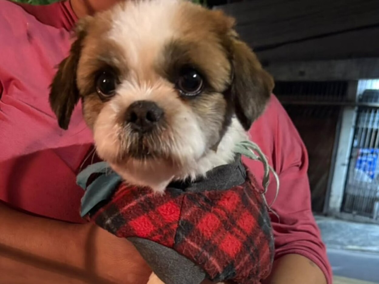 É seu? Cachorro é encontrado no Alto Industrial, em São Bernardo"