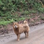 Maus-tratos e desamparo: Cão abandonado mobiliza moradores no Riacho Grande, em São Bernardo