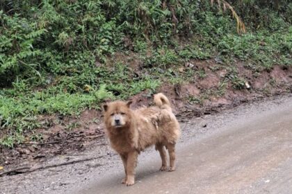 Maus-tratos e desamparo: Cão abandonado mobiliza moradores no Riacho Grande, em São Bernardo
