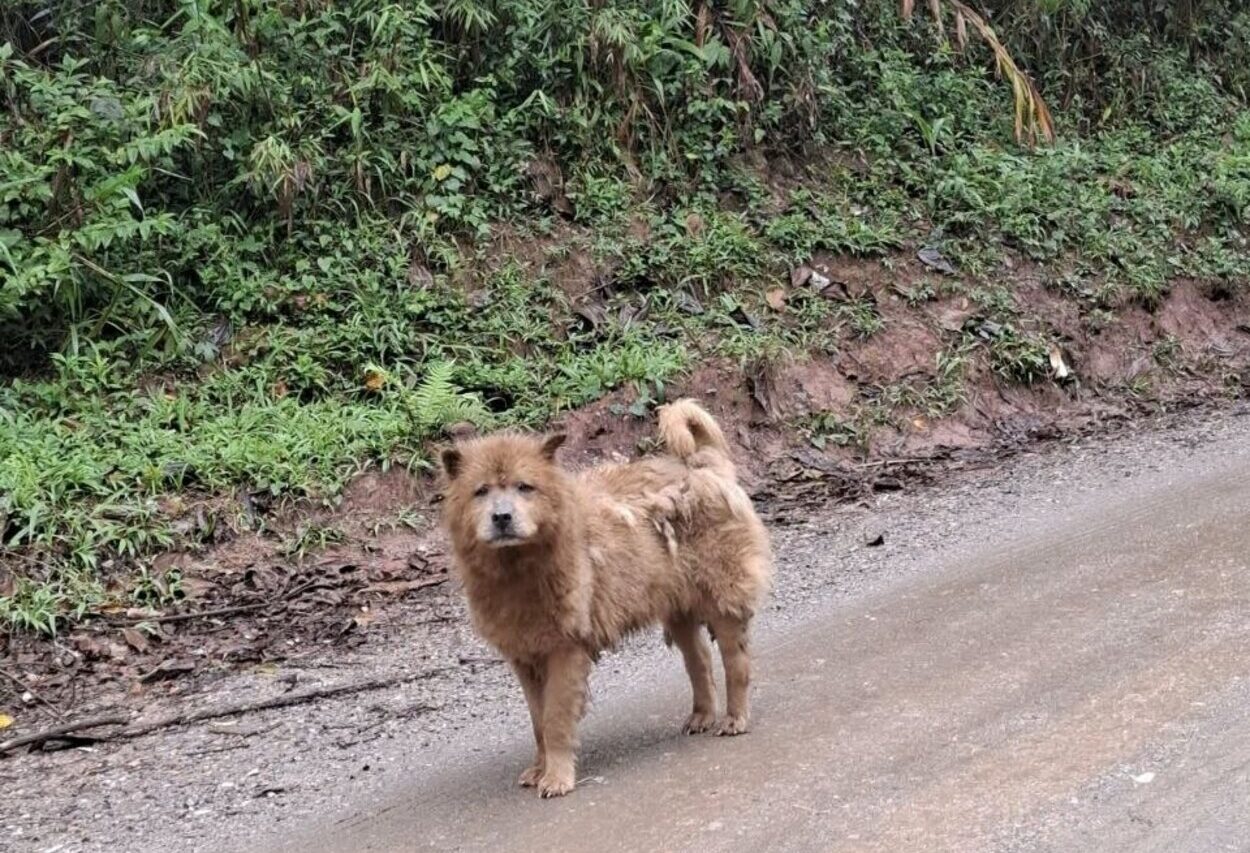 Maus-tratos e desamparo: Cão abandonado mobiliza moradores no Riacho Grande, em São Bernardo