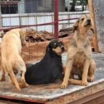 Três cães aparecem juntos em obra no Rudge Ramos; donos são procurados