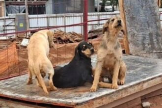 Três cães aparecem juntos em obra no Rudge Ramos; donos são procurados