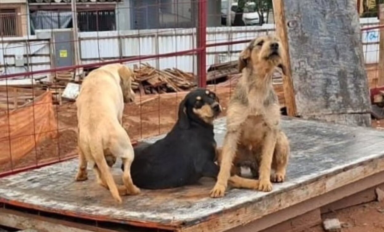 Três cães aparecem juntos em obra no Rudge Ramos; donos são procurados