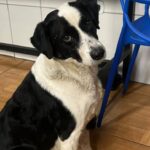 ALGUÉM CONHECE? Cachorro é encontrado na Avenida Castelo Branco, em São Bernardo