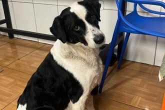 ALGUÉM CONHECE? Cachorro é encontrado na Avenida Castelo Branco, em São Bernardo
