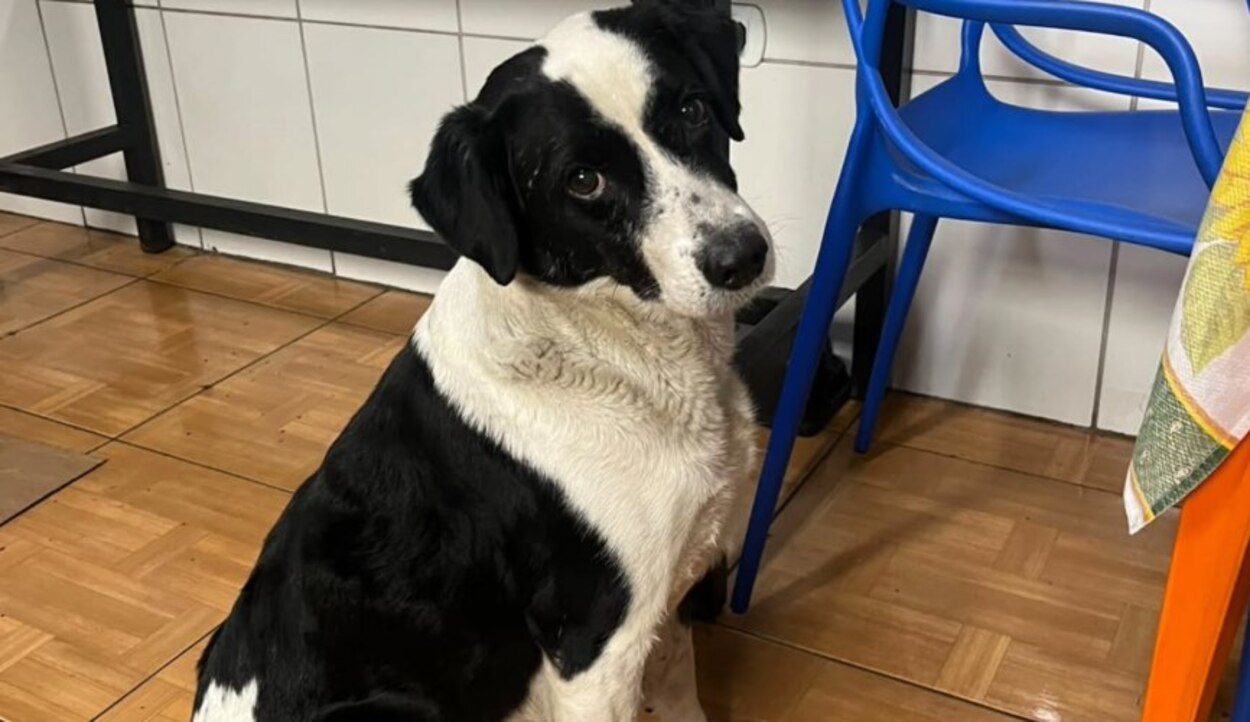 ALGUÉM CONHECE? Cachorro é encontrado na Avenida Castelo Branco, em São Bernardo