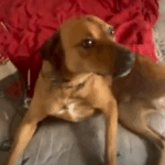Cão é resgatado em São Bernardo após suspeita de abandono por veículo em movimento