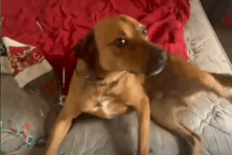Cão é resgatado em São Bernardo após suspeita de abandono por veículo em movimento