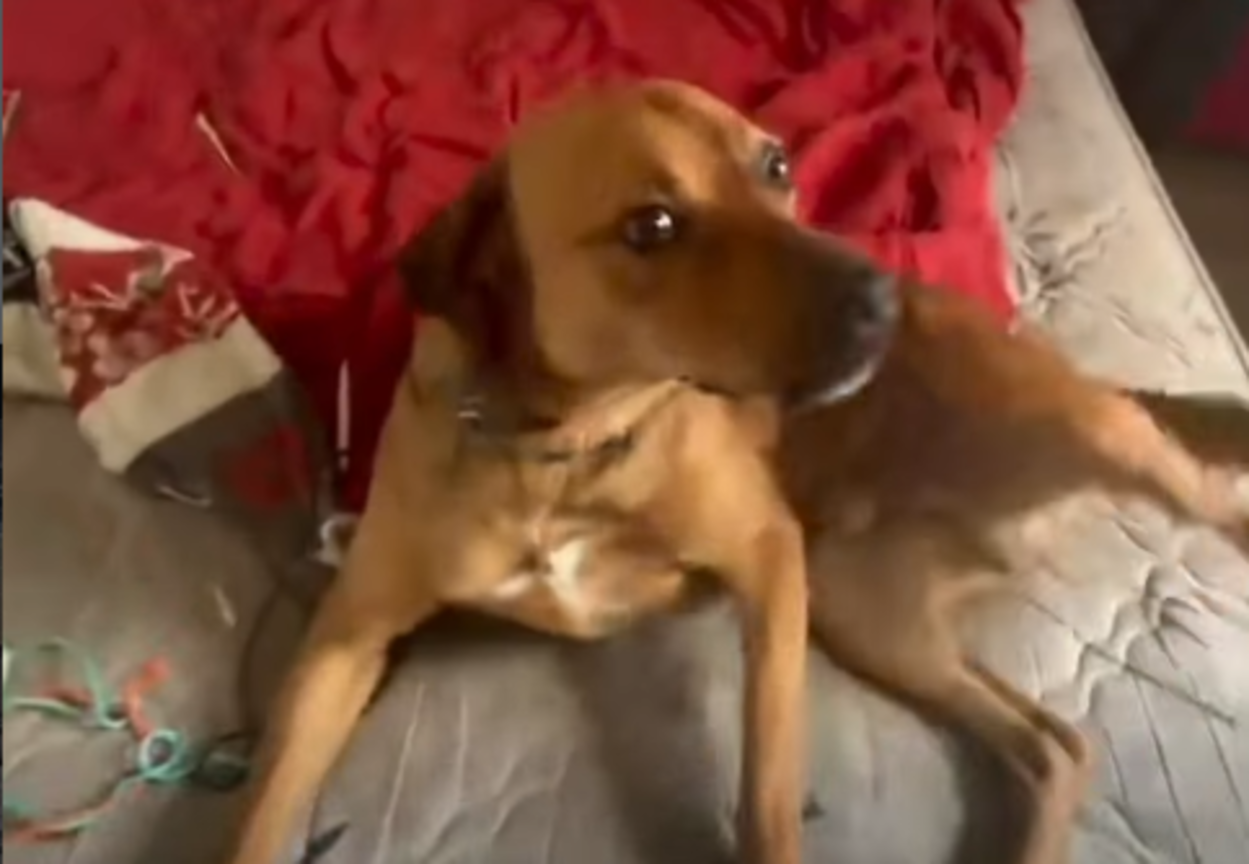 Cão é resgatado em São Bernardo após suspeita de abandono por veículo em movimento