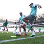 palmeiras