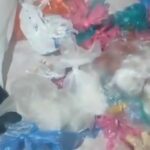 Ação do 6º BAEP resulta na prisão de homem e apreensão de mais de 2 kg de drogas em Santo André