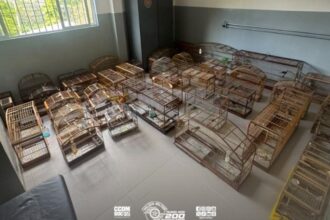Mais de 40 animais silvestres são resgatados de cativeiro irregular em São Paulo
