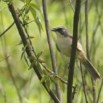 Tico-tico-do-banhado, ave ameaçada de extinção, é avistado no Parque Oriental, em Ribeirão Pires