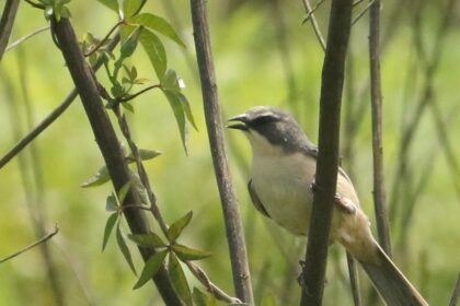 Tico-tico-do-banhado, ave ameaçada de extinção, é avistado no Parque Oriental, em Ribeirão Pires
