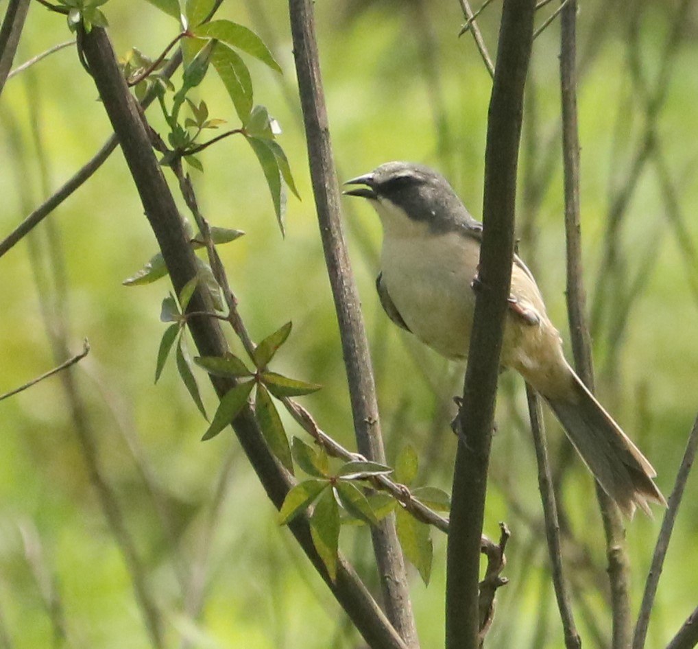 Tico-tico-do-banhado, ave ameaçada de extinção, é avistado no Parque Oriental, em Ribeirão Pires