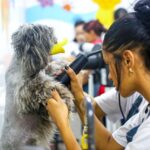 Ribeirão Pires abre inscrições para curso gratuito de Banho e Tosa